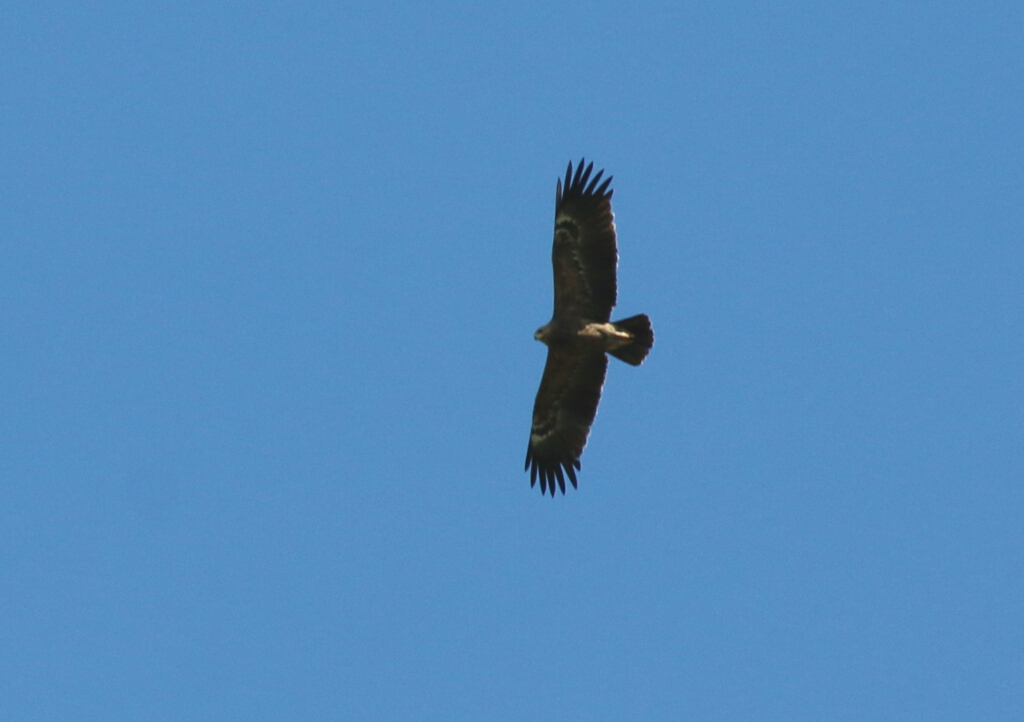 Lesser Spotted Eagle