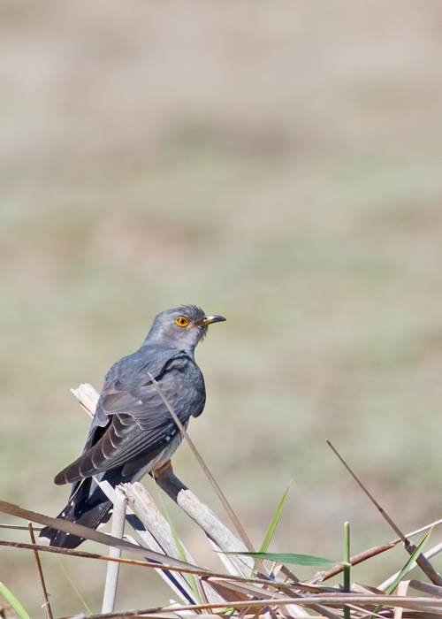 Common Cuckoo