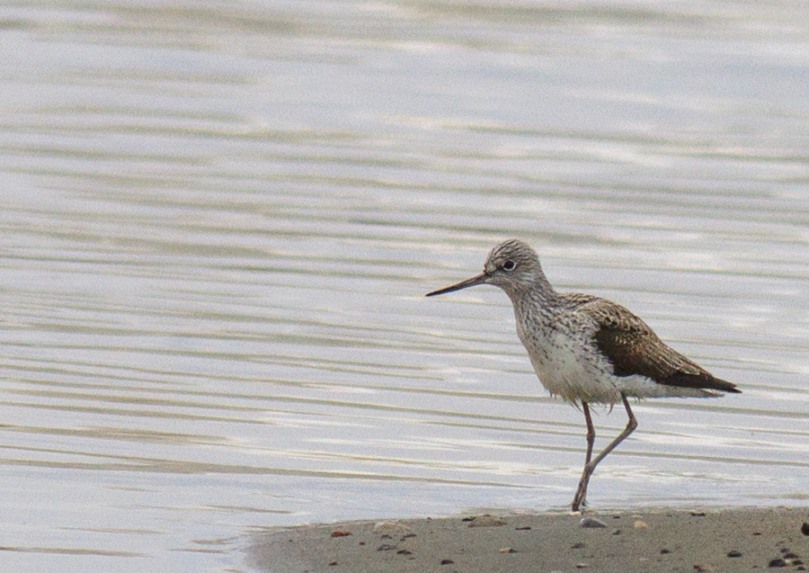Common Greenshank