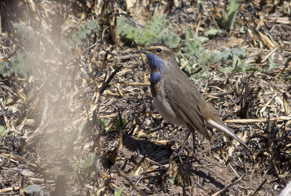 Bluethroat