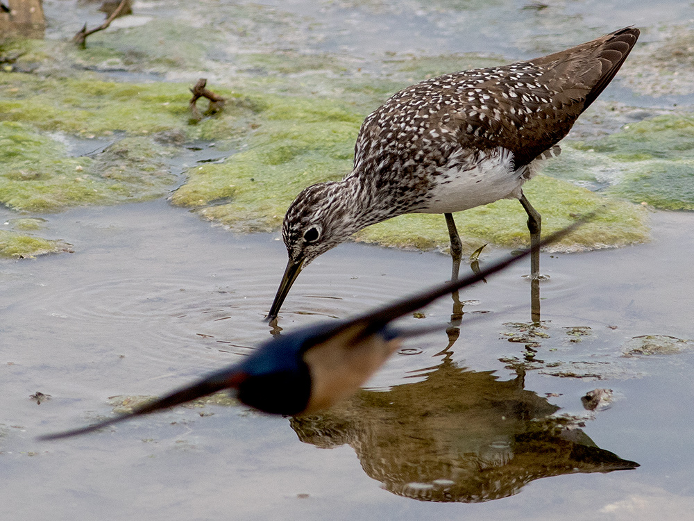 Green Sandpiper