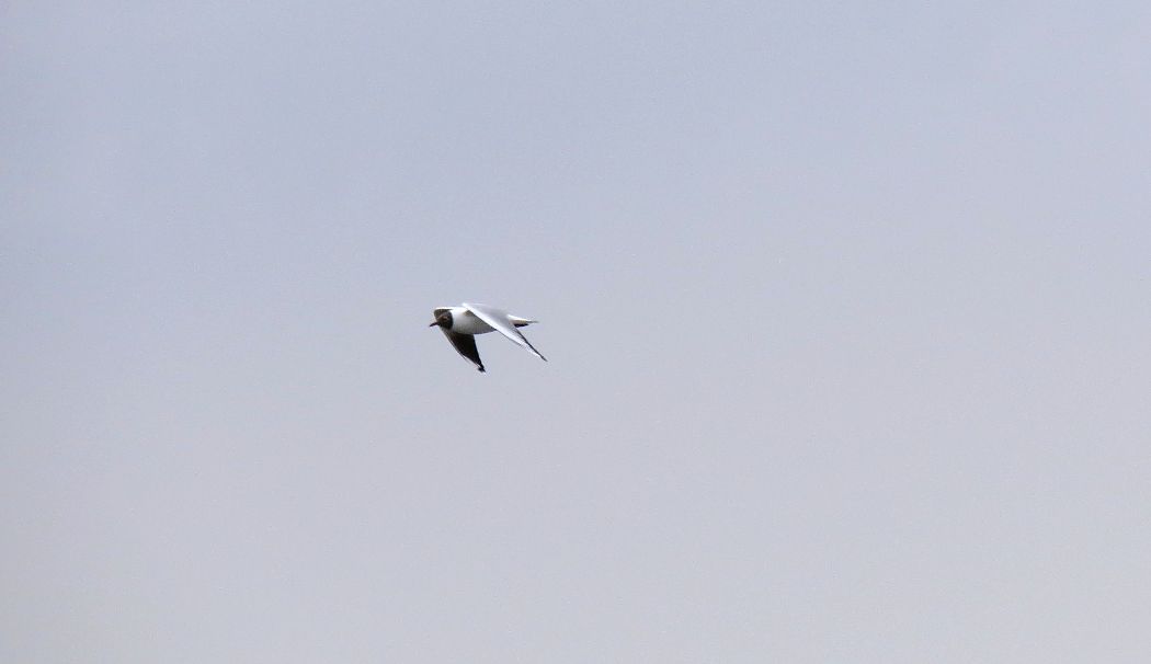 Black-headed Gull