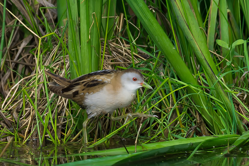 Little Crake