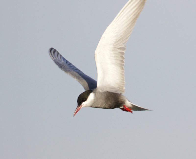 Whiskered Tern