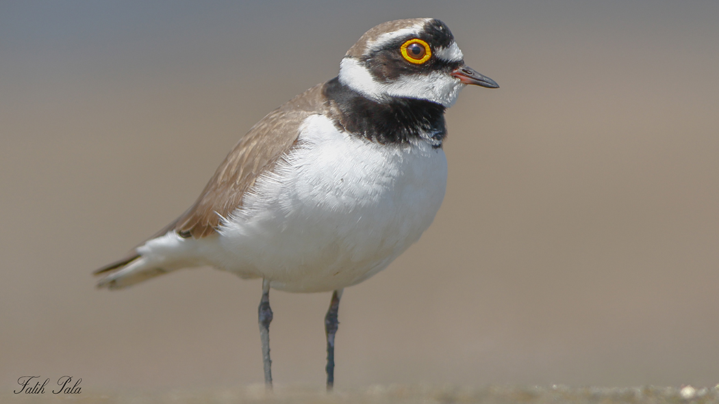 Little Ringed Plover