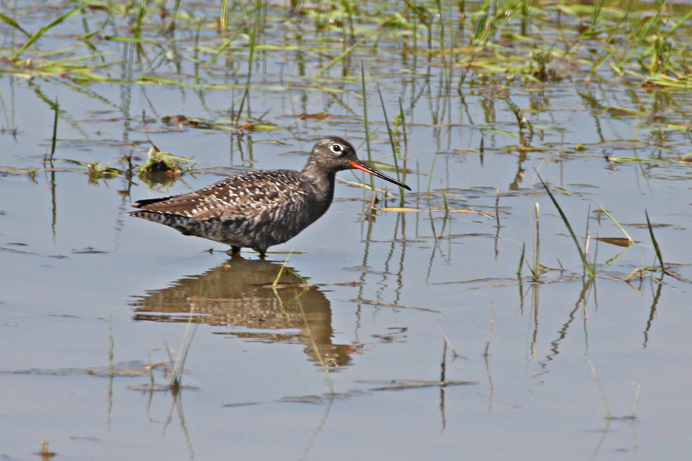 Spotted Redshank