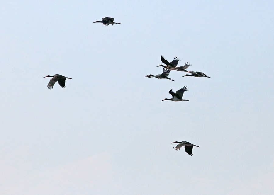 Black Stork