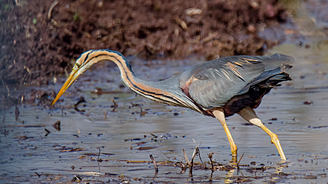 Purple Heron