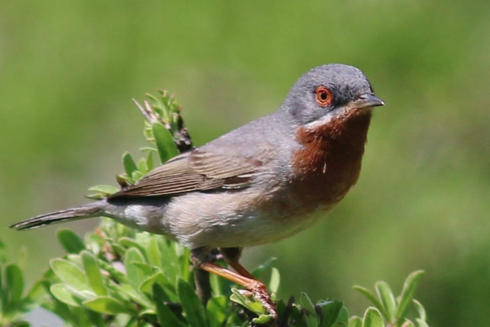 Subalpine Warbler