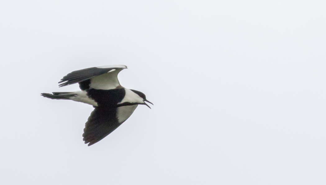 Spur-winged Lapwing