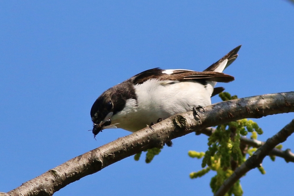 European Pied Flycatcher