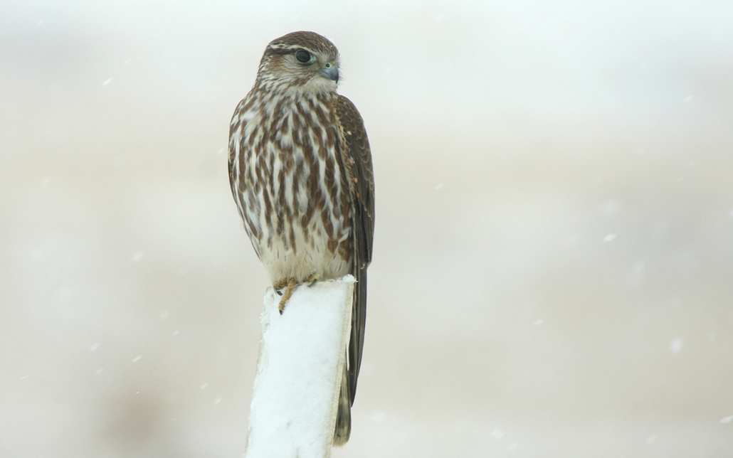 Merlin