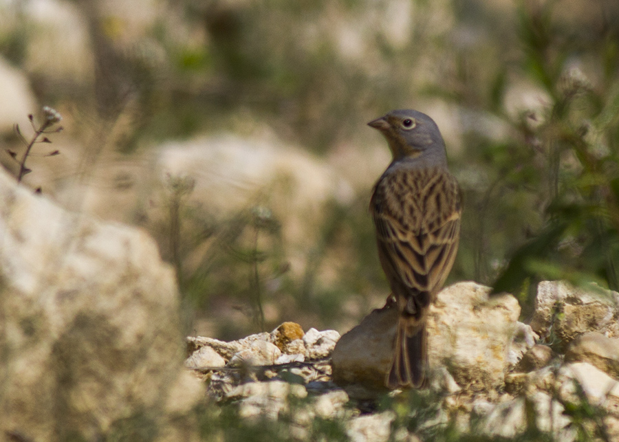 Cretzschmar`s Bunting