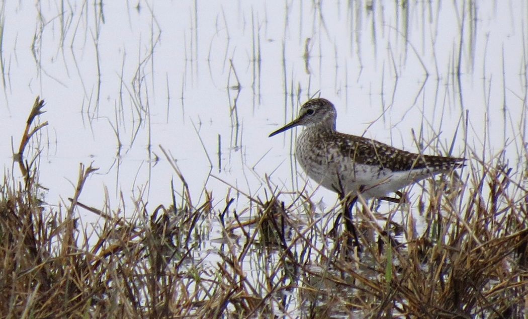 Wood Sandpiper
