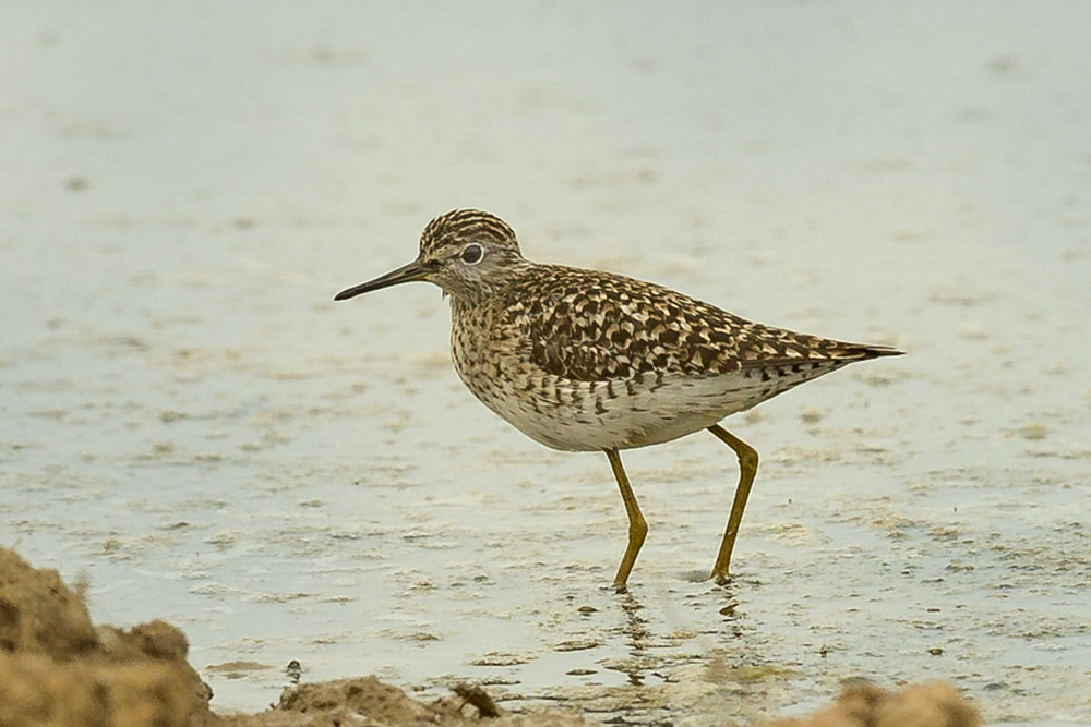 Wood Sandpiper