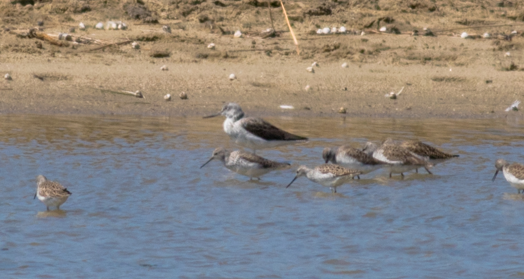 Common Greenshank