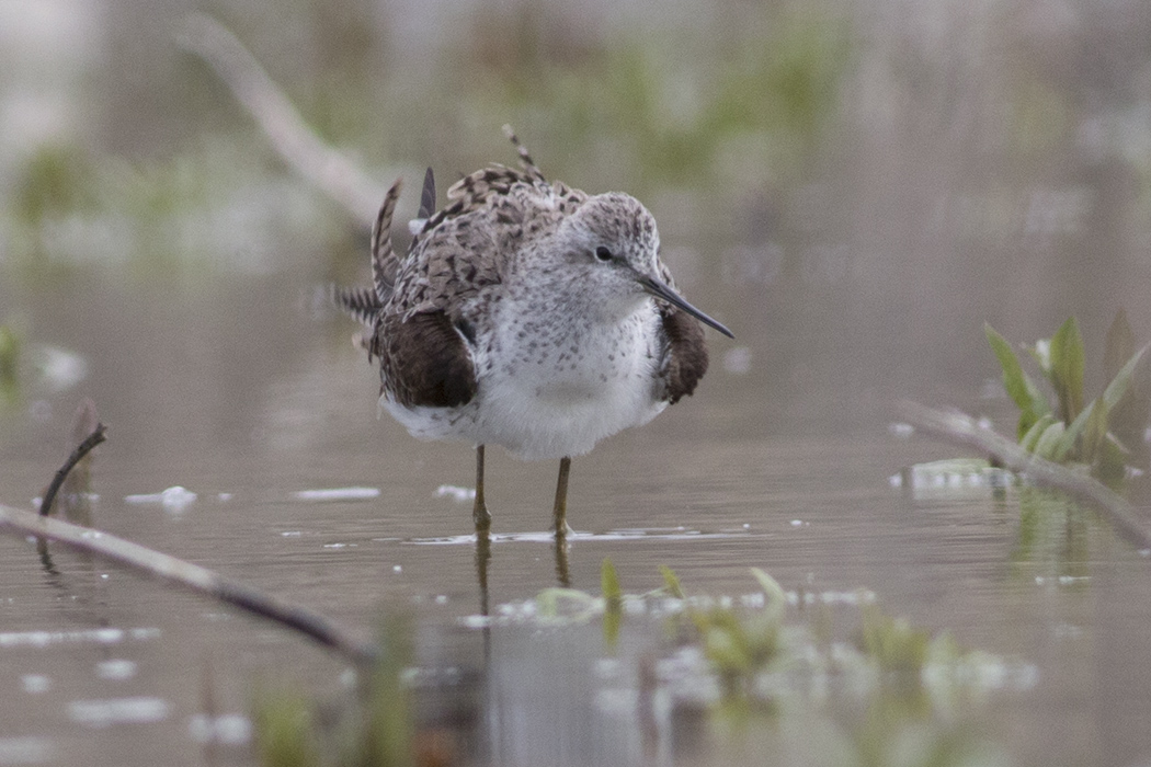 Marsh Sandpiper
