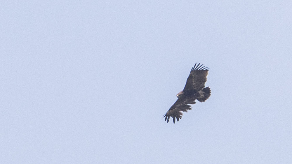 Greater Spotted Eagle