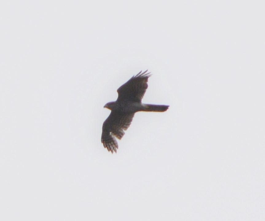 Eurasian Goshawk