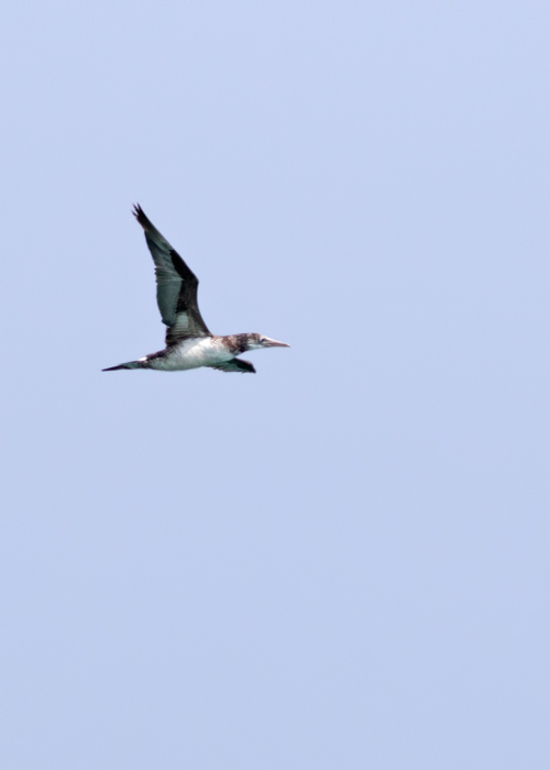 Northern Gannet