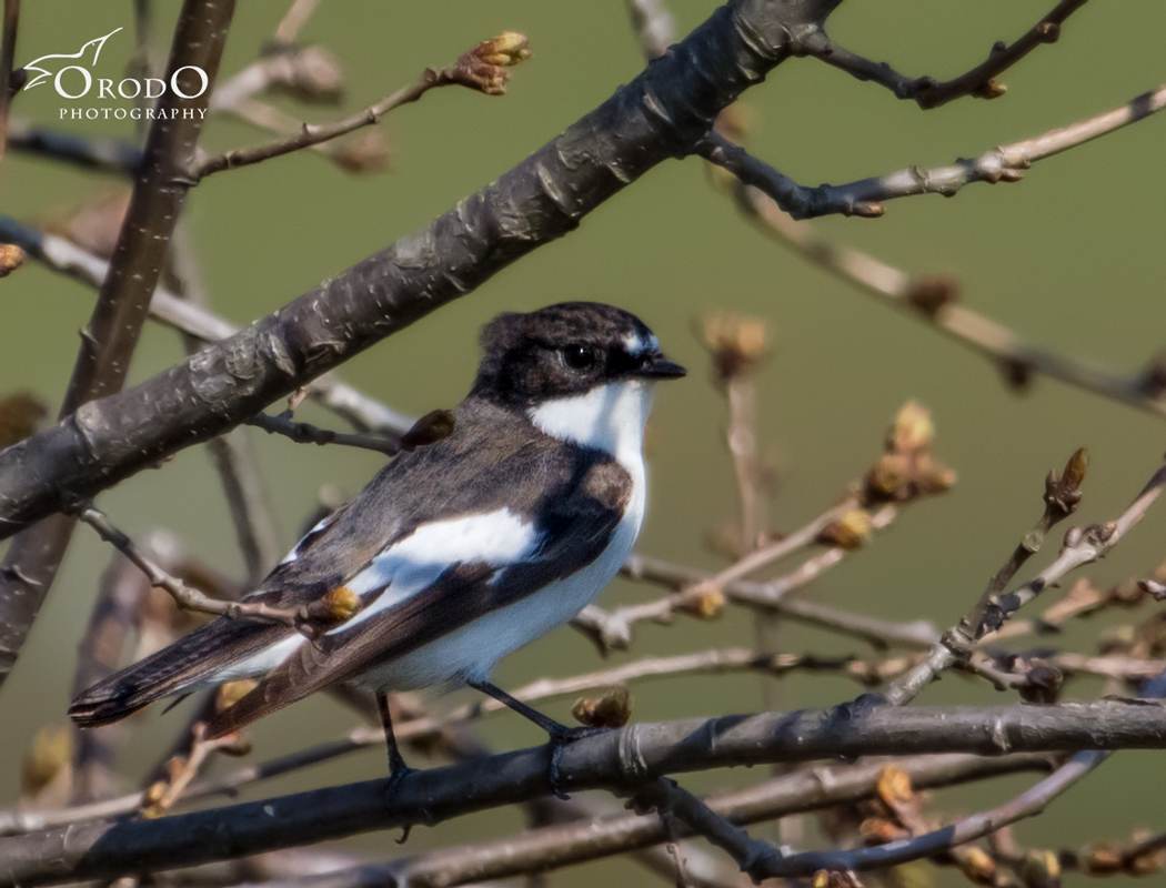 European Pied Flycatcher