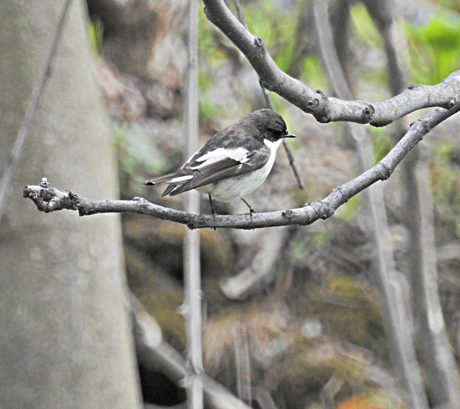 European Pied Flycatcher