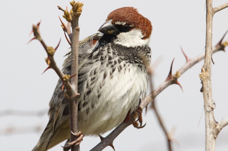 Spanish Sparrow