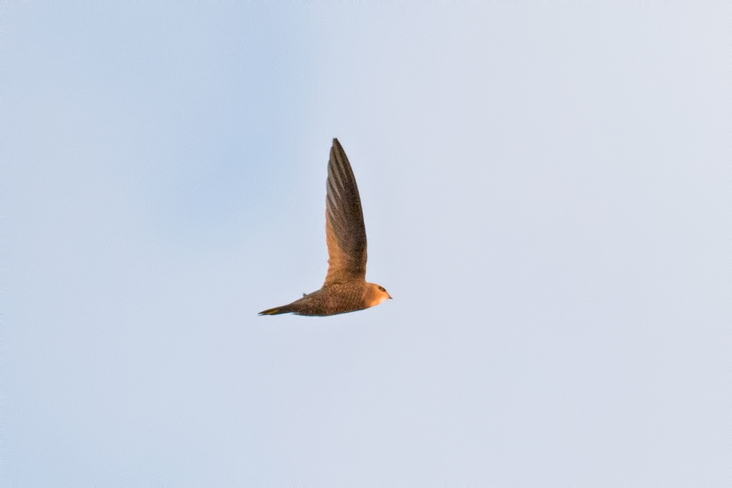 Pallid Swift