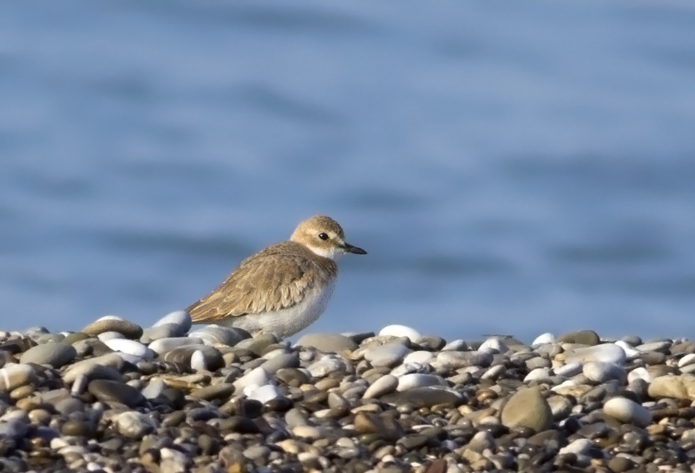 Greater Sand Plover