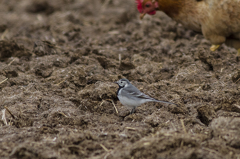 White Wagtail