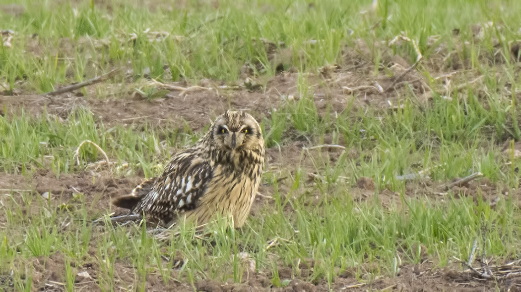 Short-eared Owl