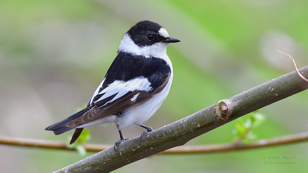 Collared Flycatcher
