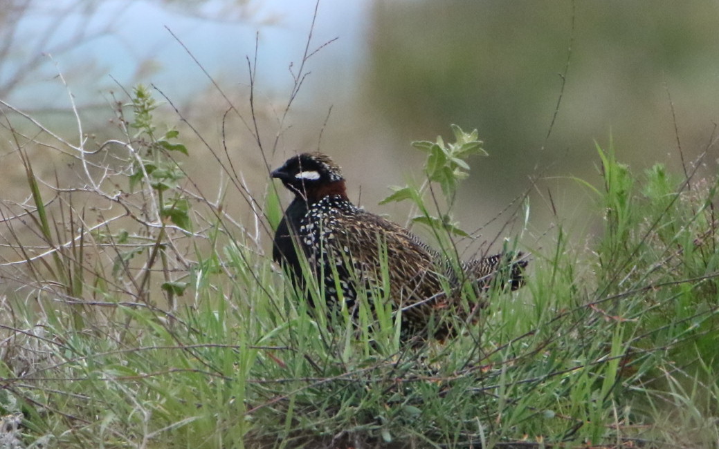 Black Francolin