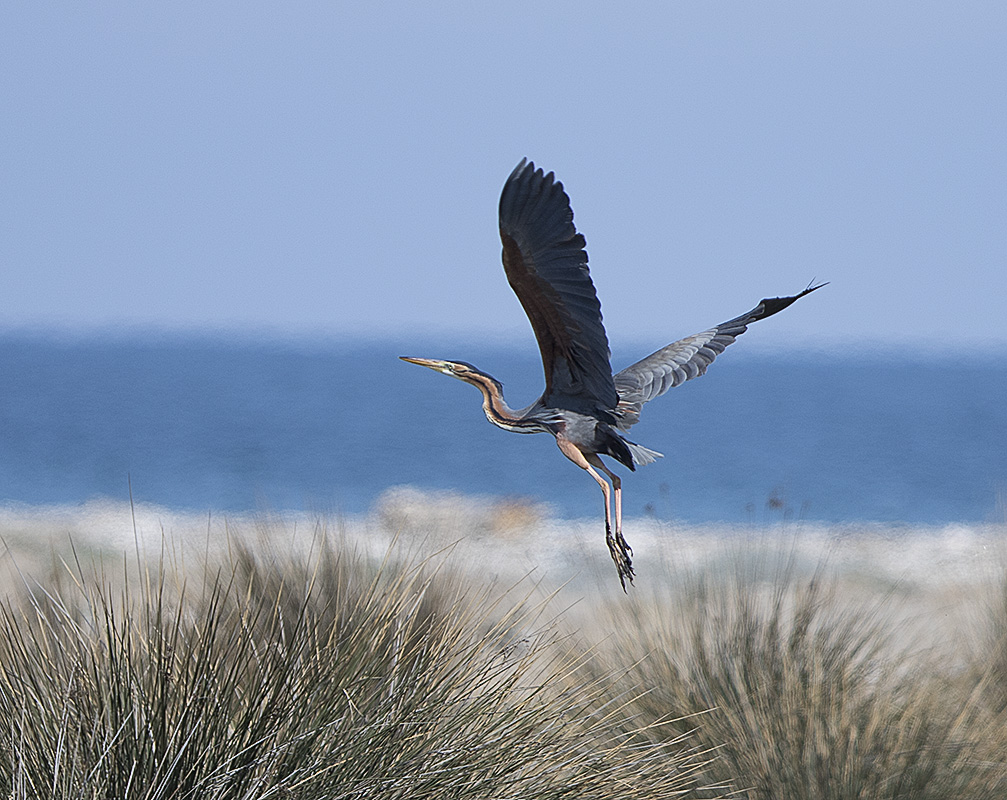 Purple Heron