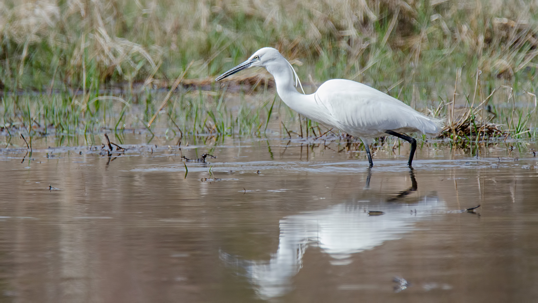 Little Egret