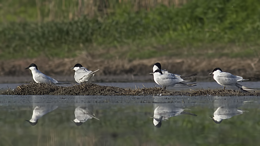 Gull-billed Tern