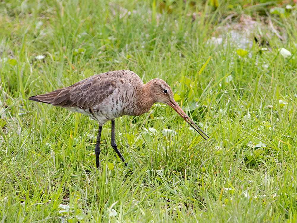 Black-tailed Godwit