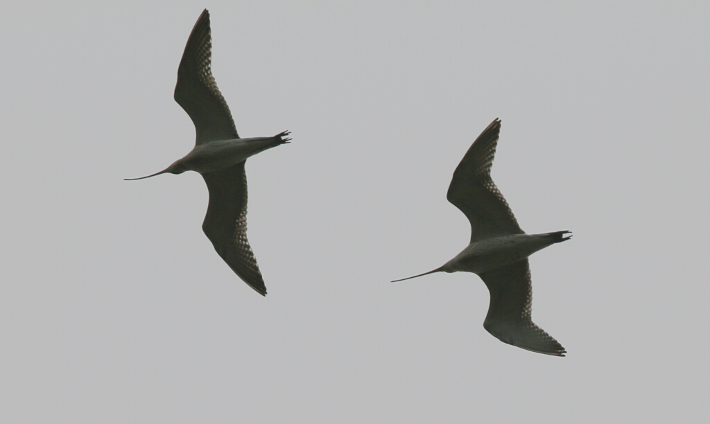 Eurasian Curlew