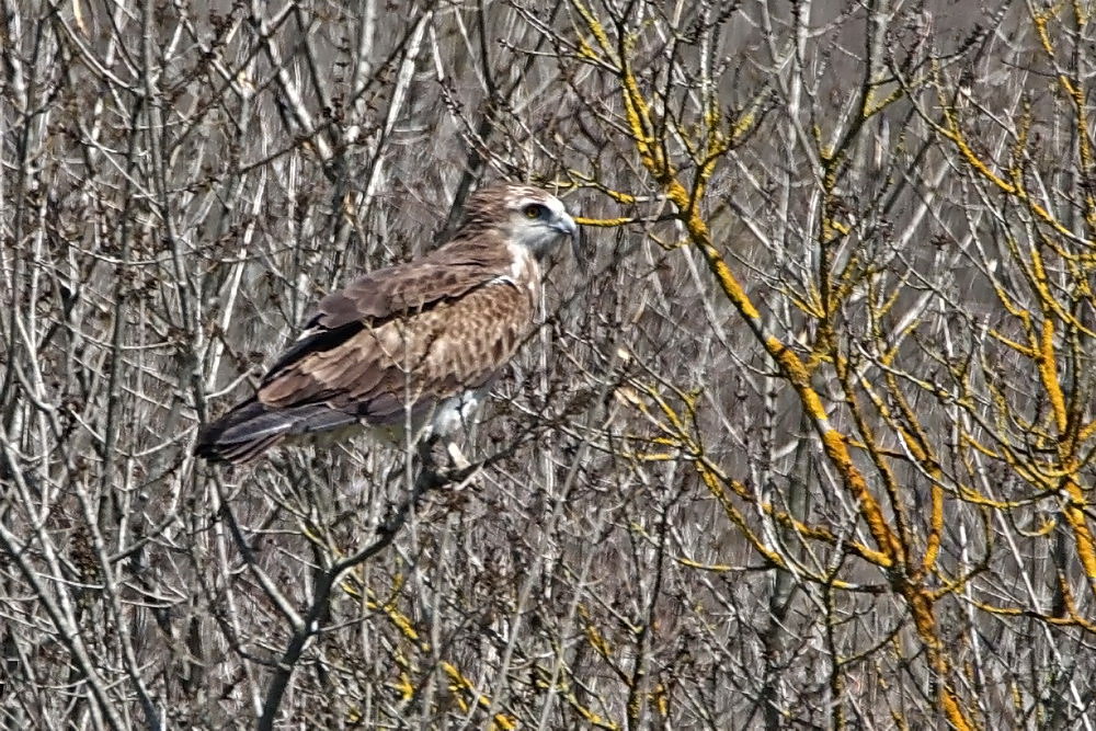 Short-toed Snake Eagle