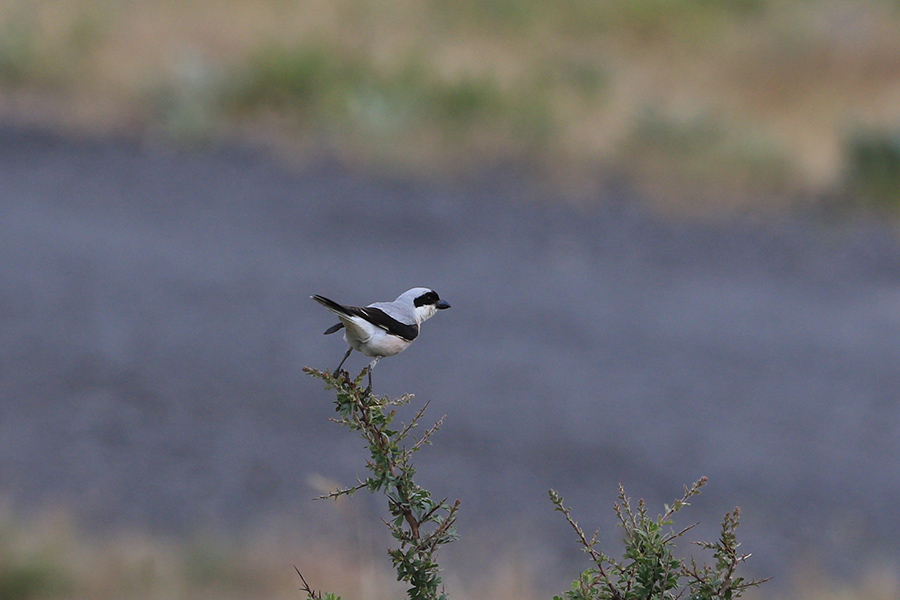 Lesser Grey Shrike