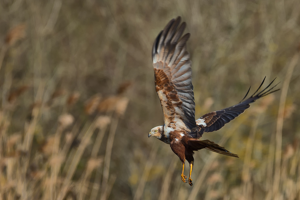 Western Marsh Harrier