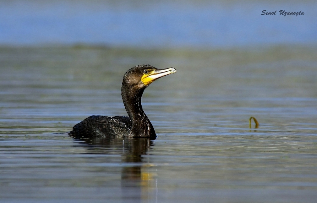Great Cormorant
