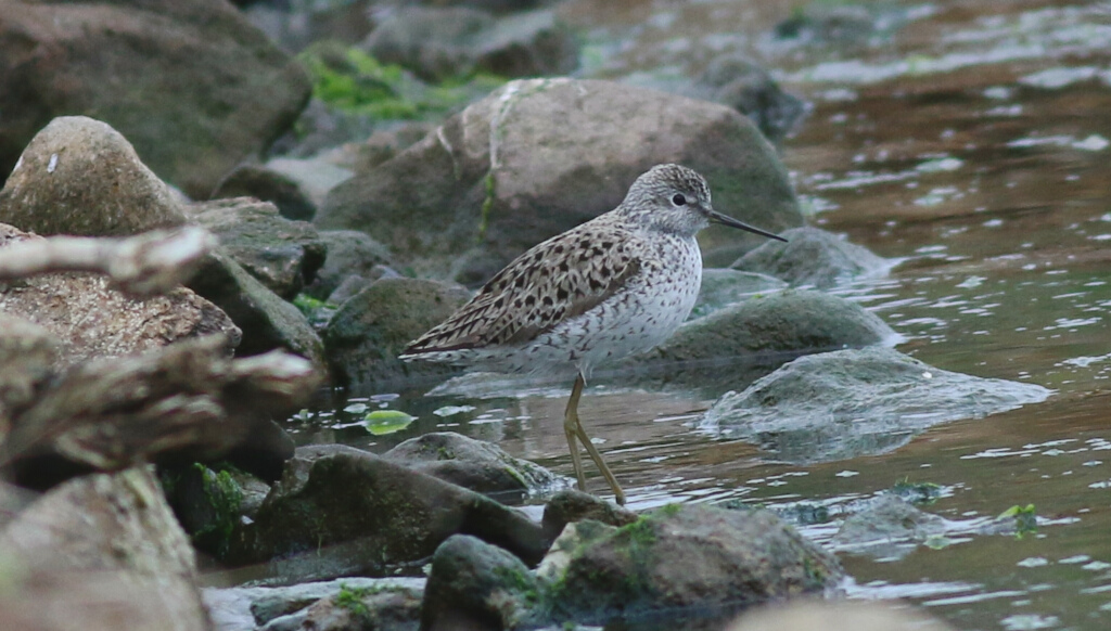 Marsh Sandpiper