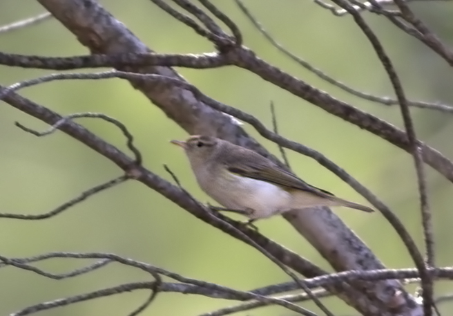 Eastern Bonelli`s Warbler