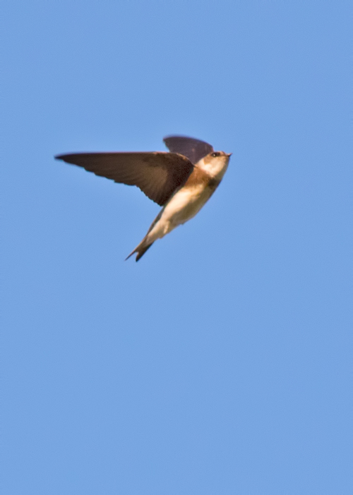 Sand Martin