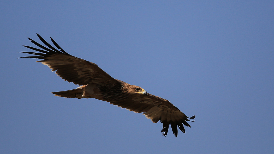 Eastern Imperial Eagle