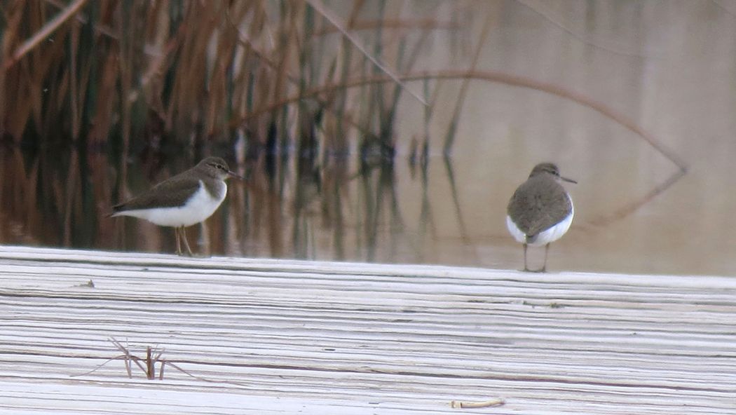Common Sandpiper