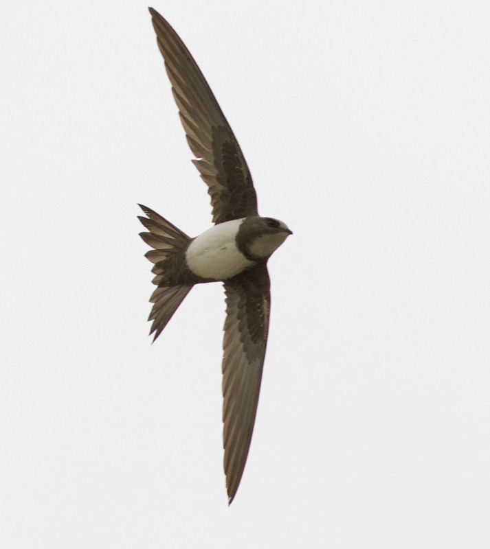 Alpine Swift