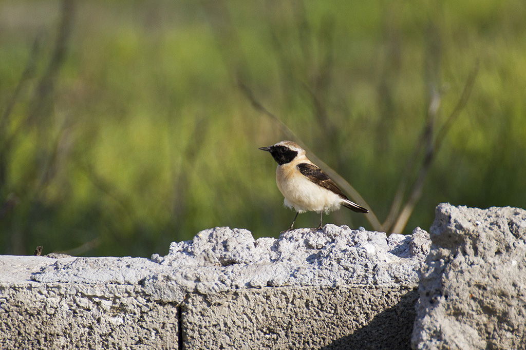 Black-eared Wheatear