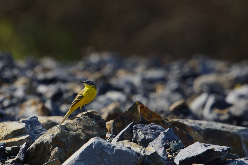 Western Yellow Wagtail